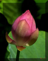dl010-Lotus-Bud--Incipient-_small.jpg