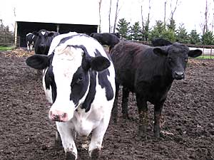 cows_large.jpg